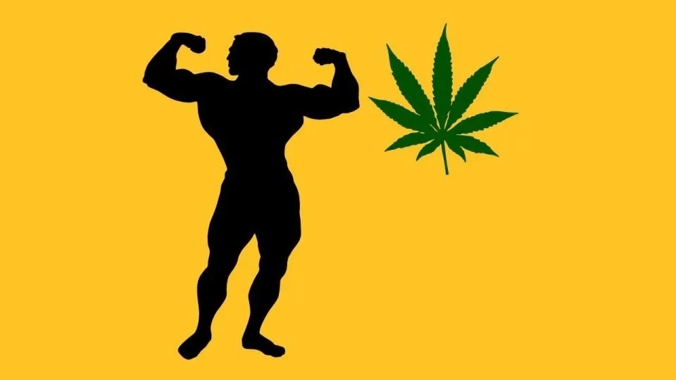 bodybuilding e cbd